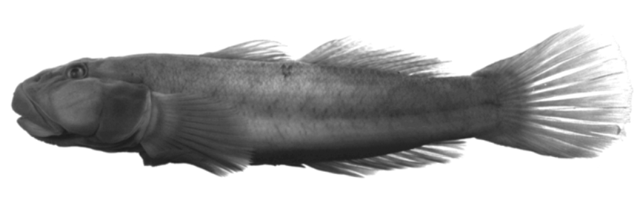 Awaous aeneofuscus