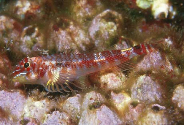 Axoclinus multicinctus