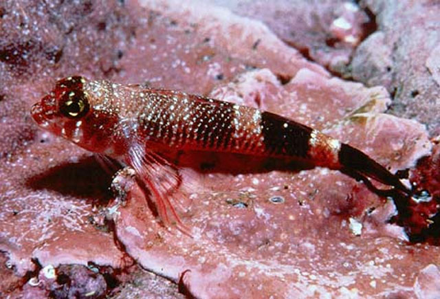 Axoclinus rubinoffi