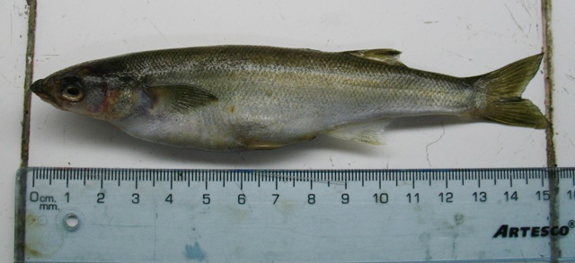 Basilichthys archaeus