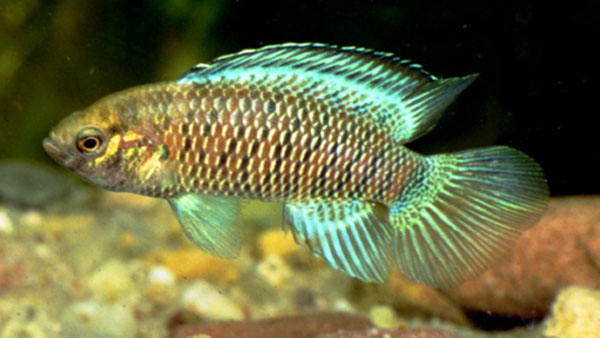 Badis badis