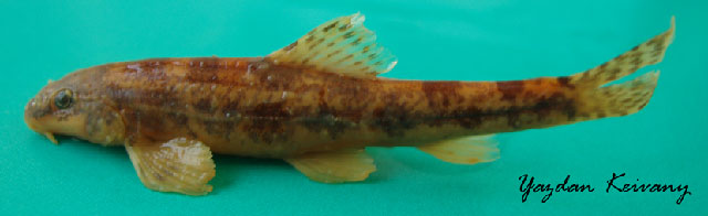 Oxynoemacheilus bergianus