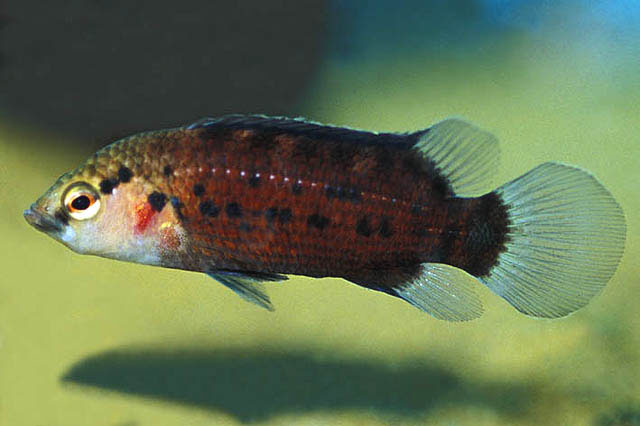 Badis blosyrus