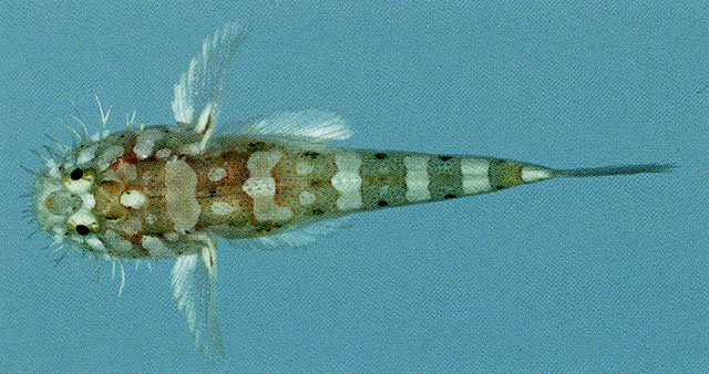 Barbuligobius boehlkei