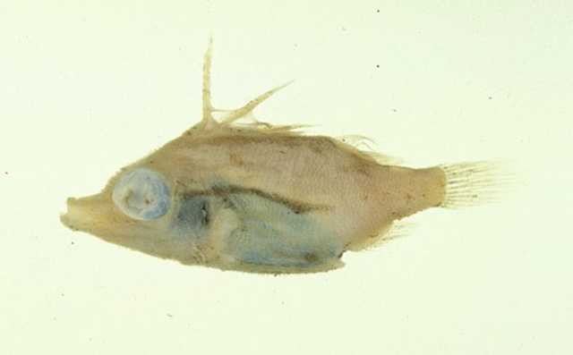 Bathyphylax bombifrons