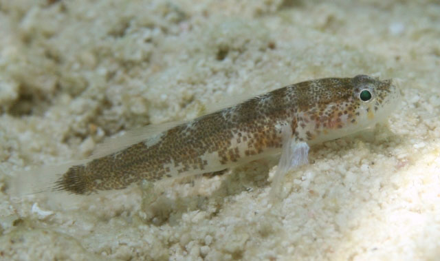 Barbulifer ceuthoecus