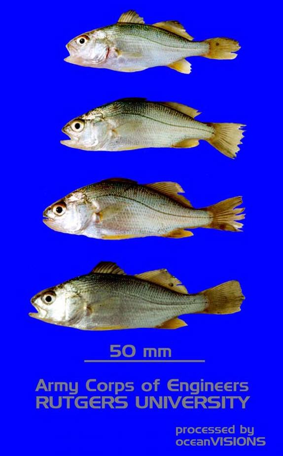 Bairdiella chrysoura