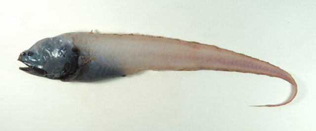 Bassozetus compressus