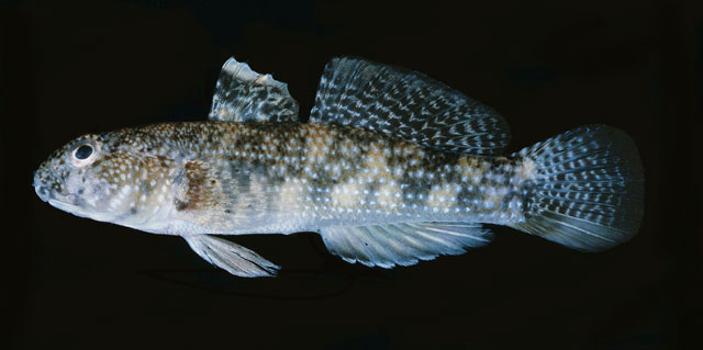 Bathygobius fuscus