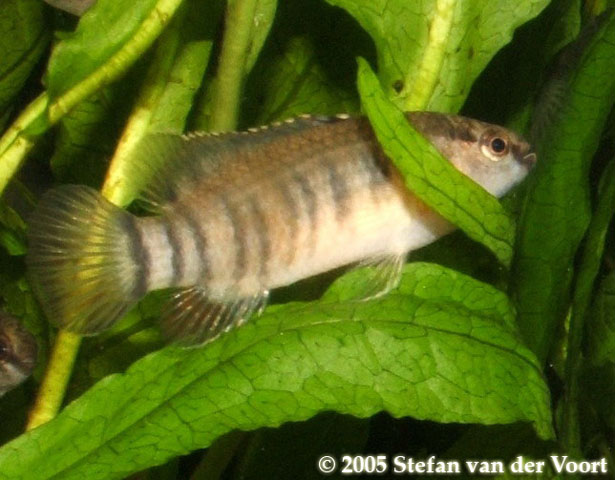 Badis kyar