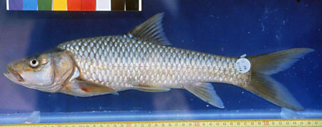 Labeobarbus longissimus