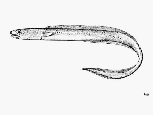 Bathycongrus macrurus