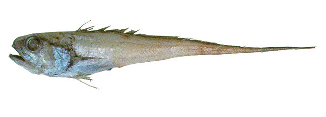 Bathygadus melanobranchus