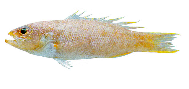 Bathyanthias mexicanus