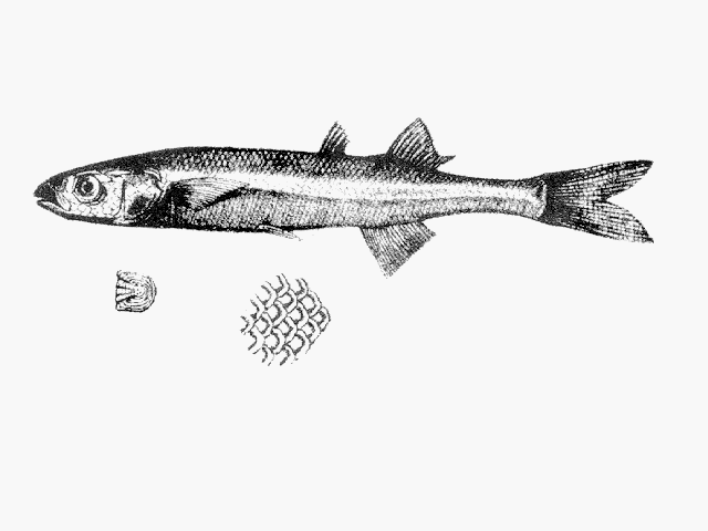 Basilichthys microlepidotus