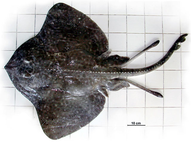 Bathyraja multispinis