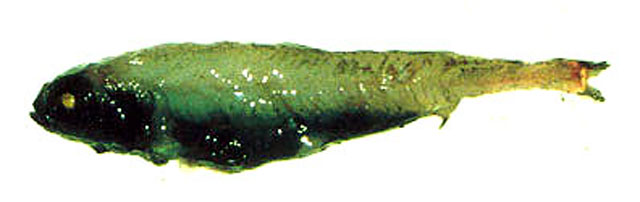 Bathylagus pacificus