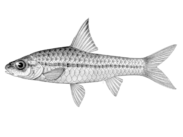 Enteromius radiatus