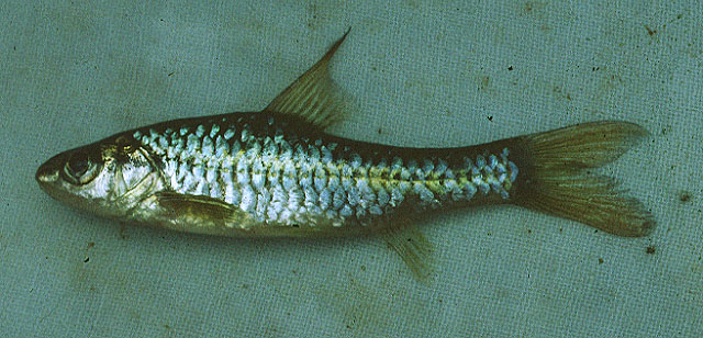 Enteromius radiatus