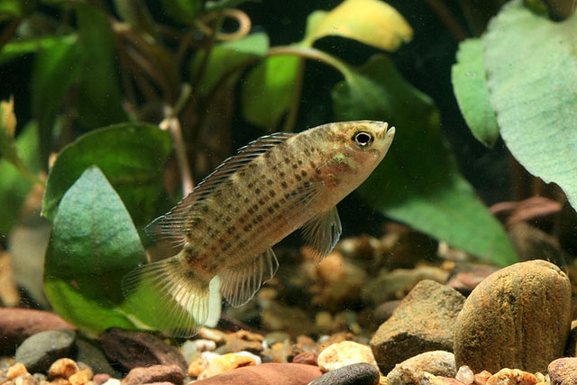 Badis siamensis