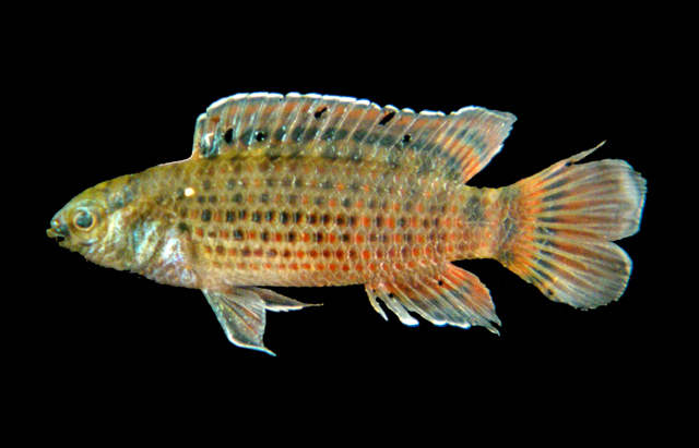 Badis siamensis