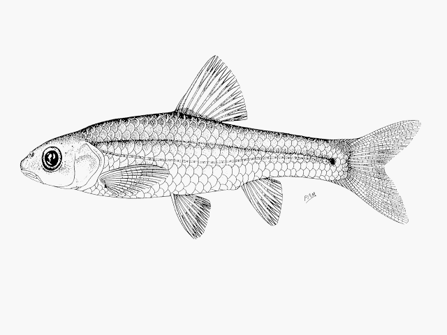 Amatolacypris trevelyani