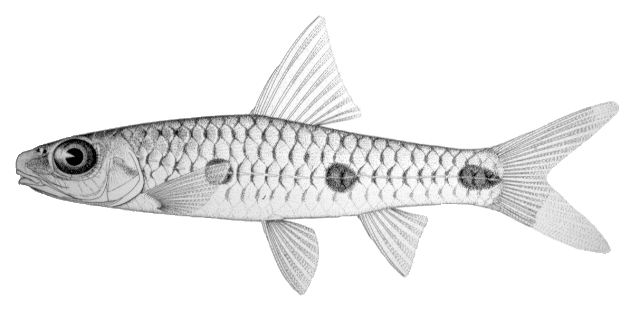 Enteromius trispiloides