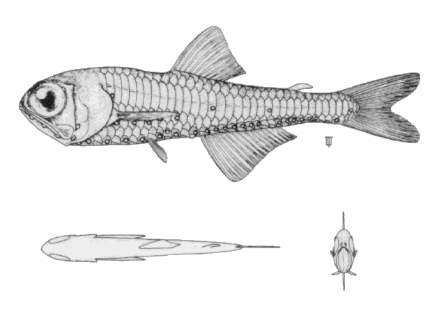 Benthosema glaciale