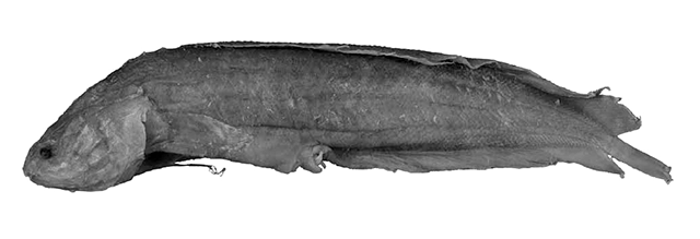 Beaglichthys larsonae