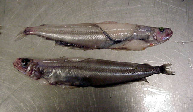 Lagiacrusichthys macropinna