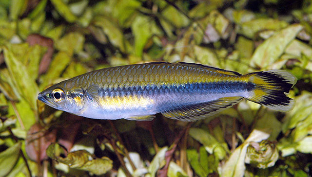 Bedotia madagascariensis