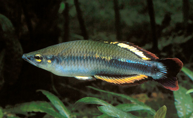 Bedotia madagascariensis