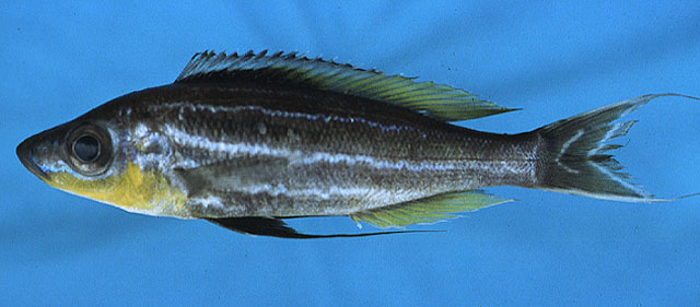 Benthochromis tricoti