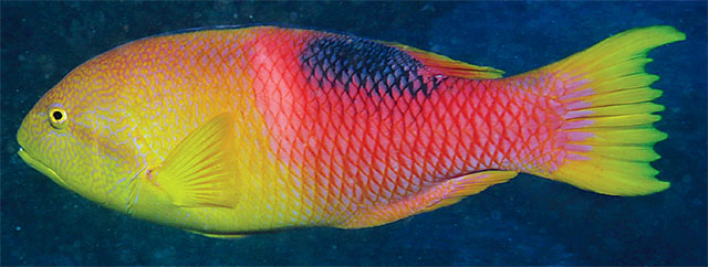 Bodianus atrolumbus