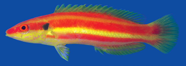 Bodianus bennetti