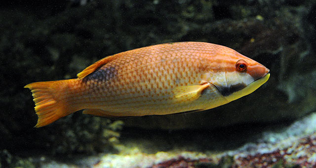 Bodianus bilunulatus