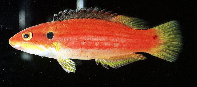 Bodianus bimaculatus