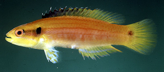 Bodianus bimaculatus