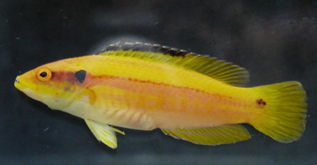 Bodianus bimaculatus