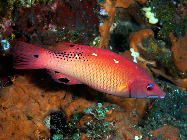 Bodianus dictynna