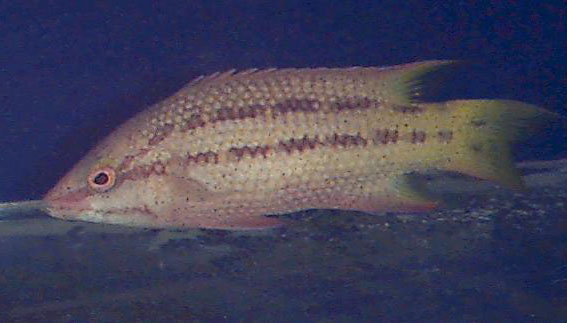 Bodianus diplotaenia