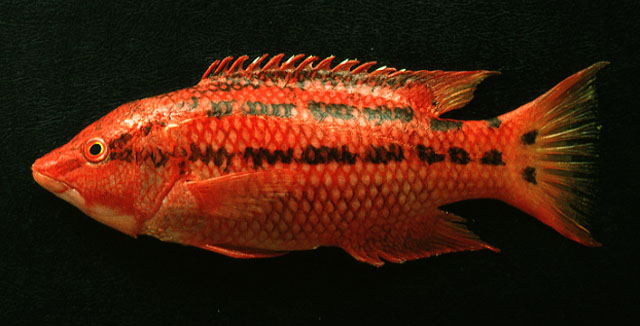 Bodianus diplotaenia