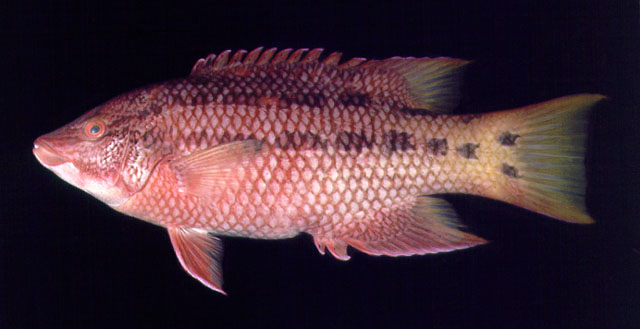 Bodianus diplotaenia