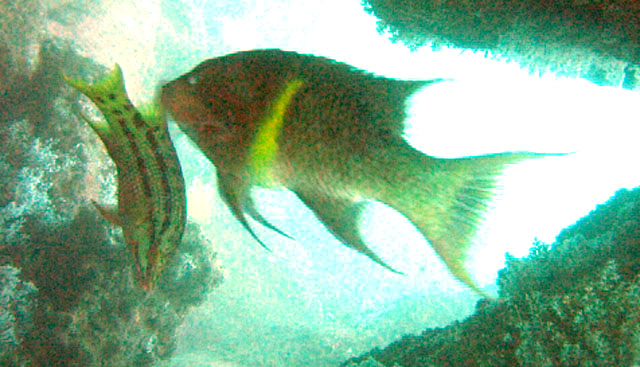 Bodianus diplotaenia