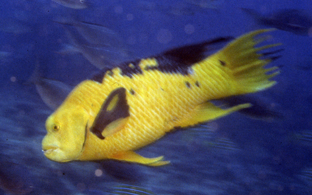 Bodianus eclancheri