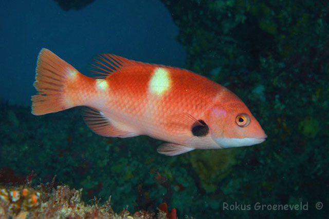 Bodianus frenchii