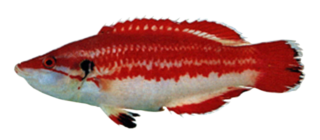 Bodianus masudai