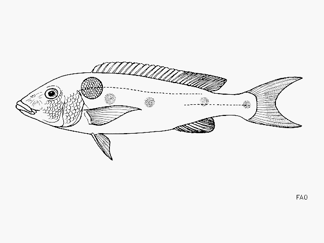 Boulengerochromis microlepis