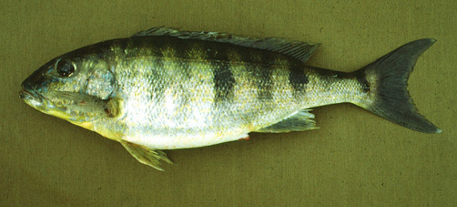 Boulengerochromis microlepis