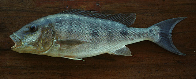 Boulengerochromis microlepis